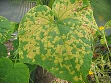 Pseudoperonospora Cubensis