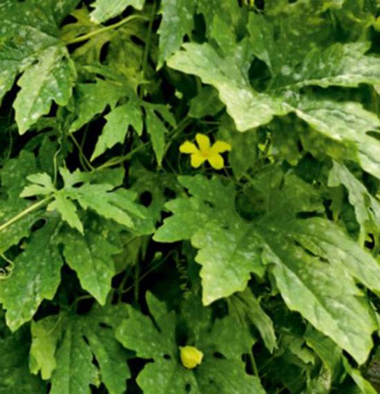 Sphaerotheca fuliginea