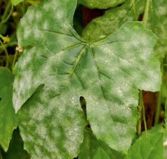 Sphaerotheca fuliginea