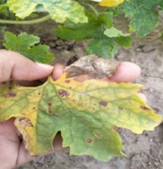 Alternaria cucumerina