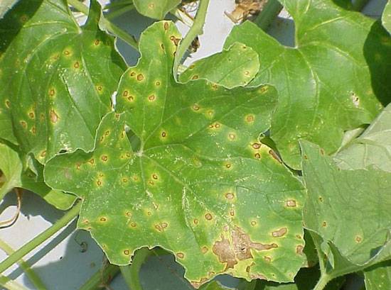 Alternaria cucumerina
