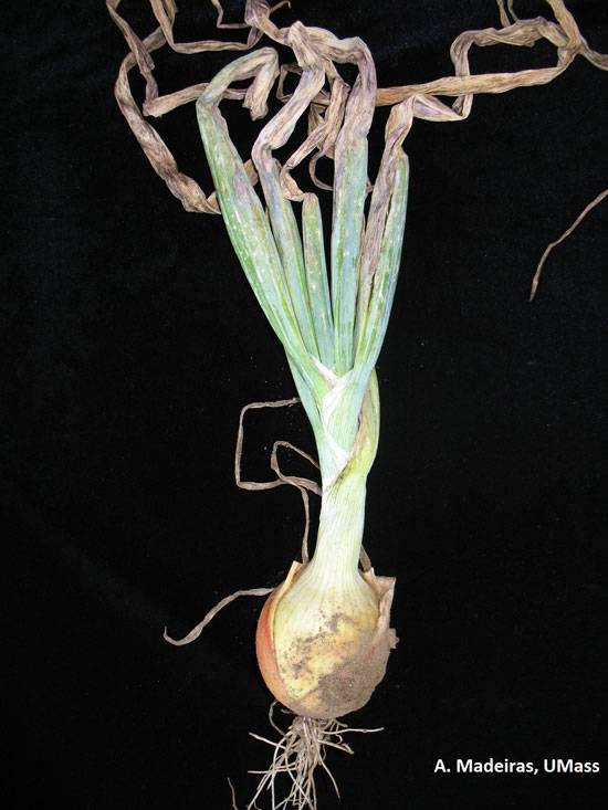 Alternaria porri