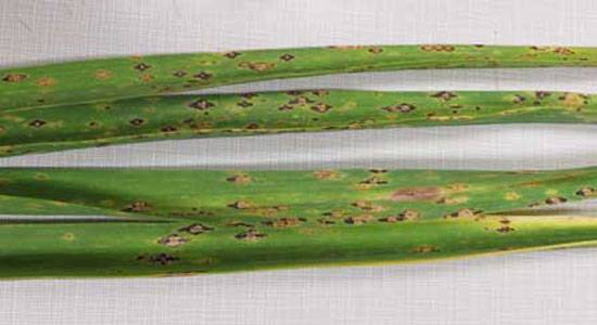 Puccinia porri