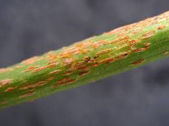 Puccinia porri