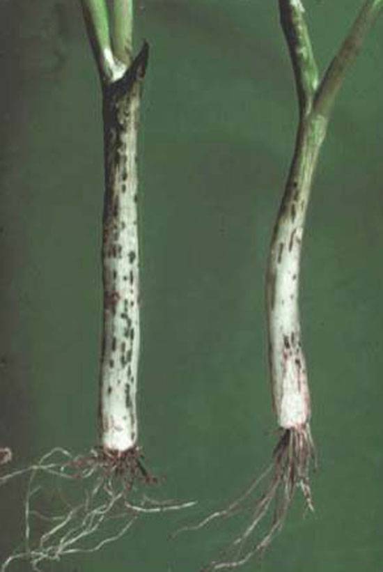 Urocystis colchici