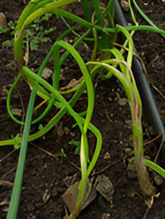 Colletotrichum gloeosporioides and Gibberella moniliformis, Fusarium species 