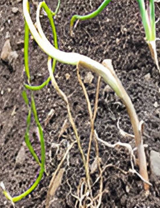 Colletotrichum gloeosporioides and Gibberella moniliformis, Fusarium species 