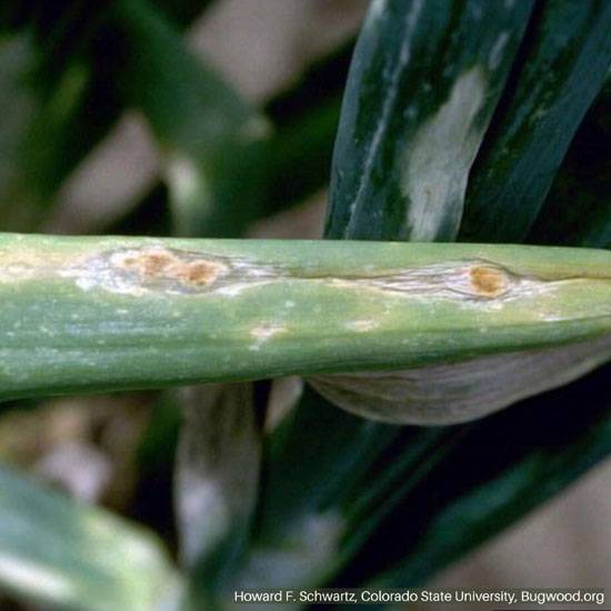 Vector: Thrips