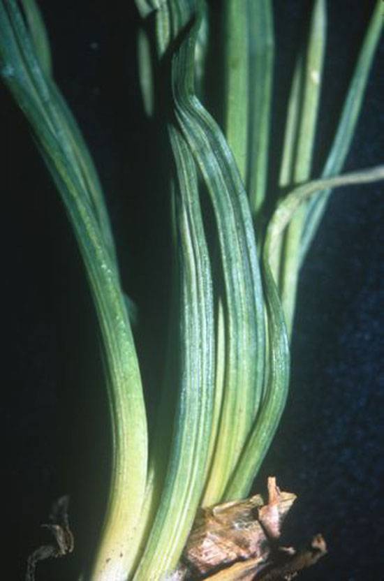 Vector: Aphids