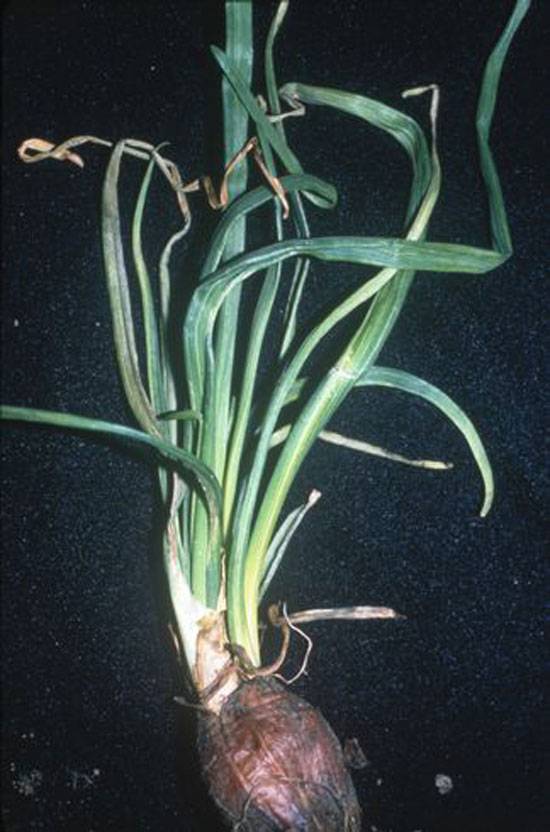Vector: Aphids