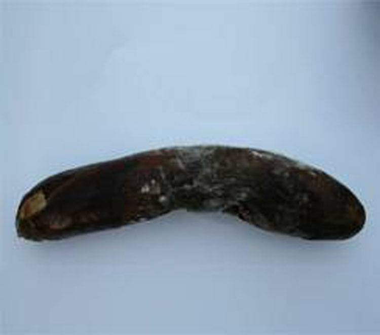 Phytopthora nicotianae