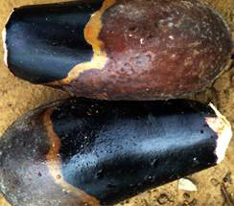 Phytopthora nicotianae