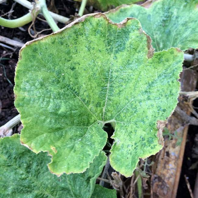 Vector: Aphids