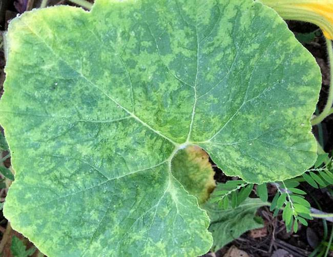 Vector: Aphids