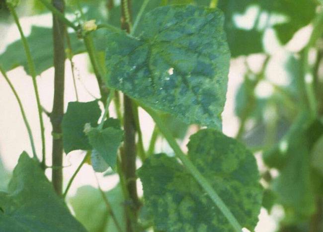 Vector: Aphids