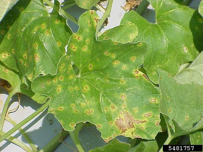 Alternaria cucumerina