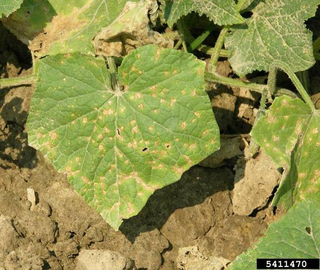 Alternaria cucumerina