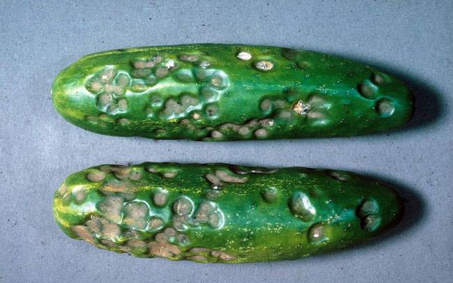 Colletotrichum orbiculare
