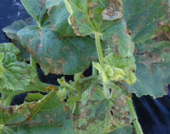 Pseudomonas syringae