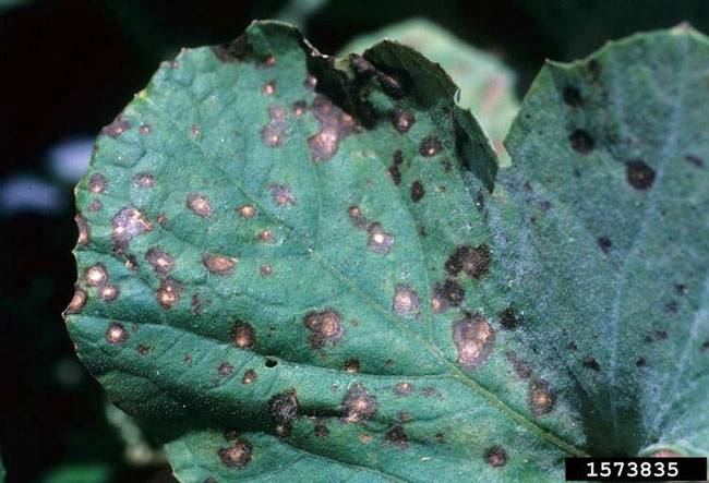 Cercospora citrullina