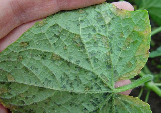 Pseudoperonospora cubensis
