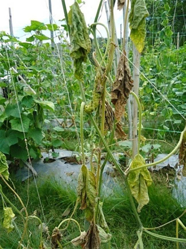 Fusarium oxysporum