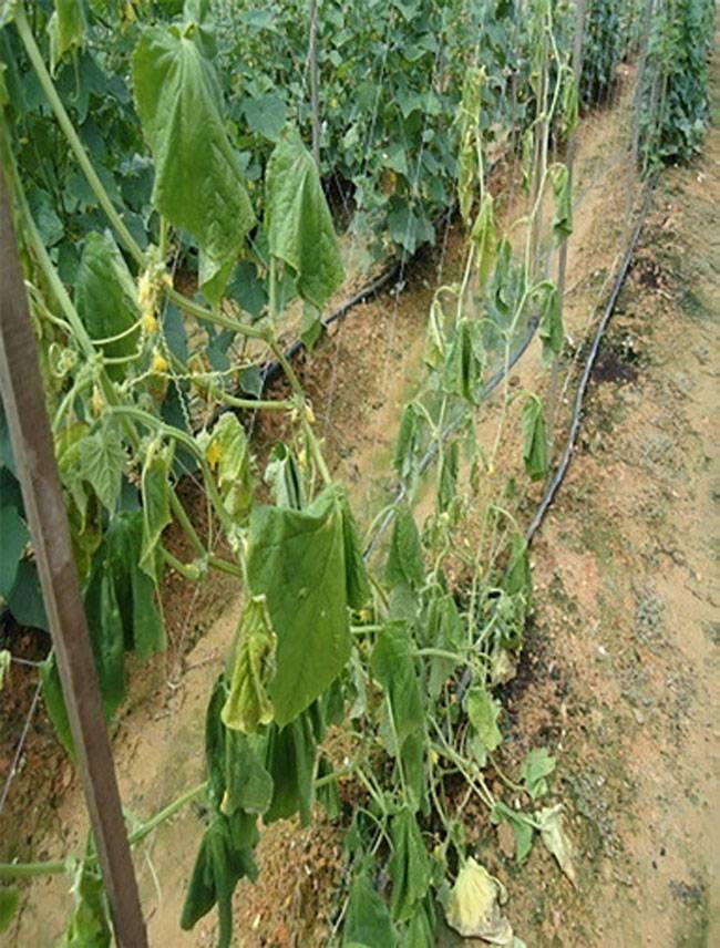 Fusarium oxysporum