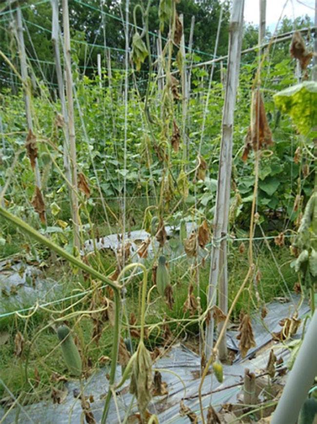 Fusarium oxysporum