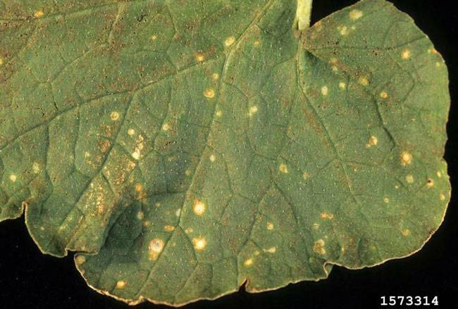 Didymella bryoniae