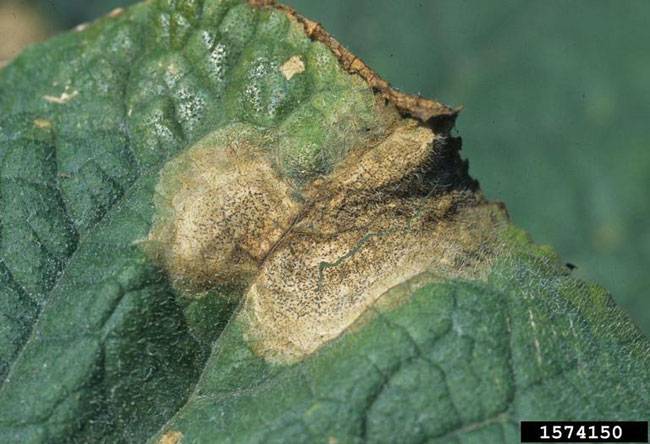 Didymella bryoniae