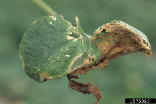 Didymella bryoniae