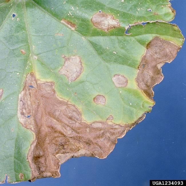 Didymella bryoniae