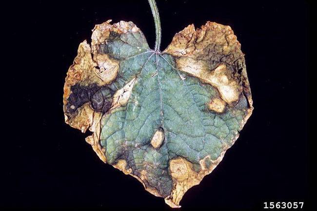 Didymella bryoniae