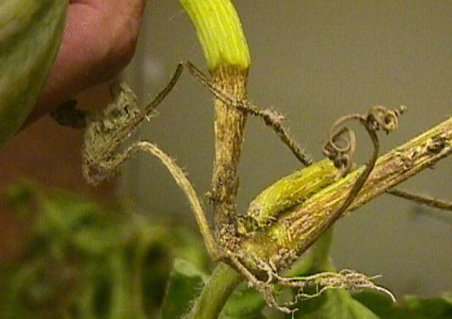  Phytophthora capsici