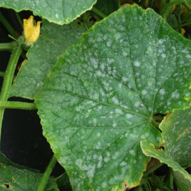 Erysiphe cichoracearum