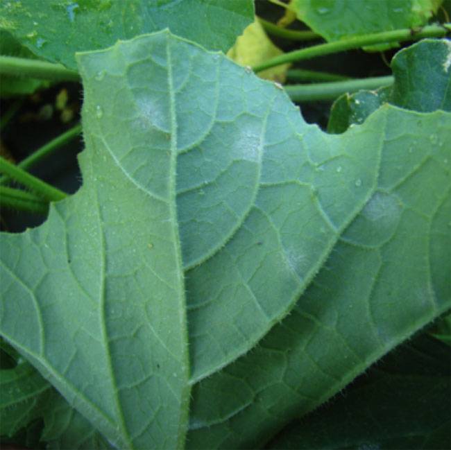 Erysiphe cichoracearum