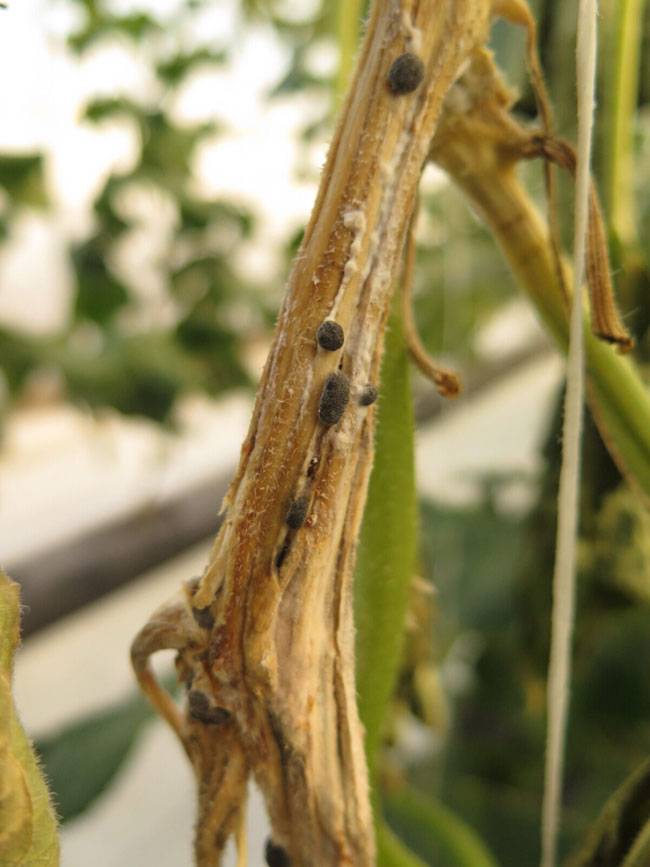 Sclerotinia sclerotiorum