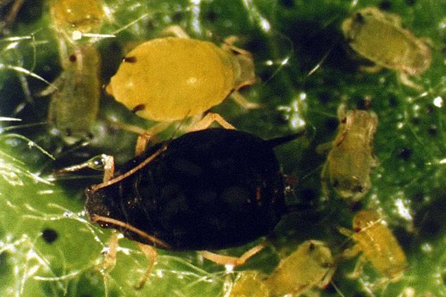 Aphis gossypii