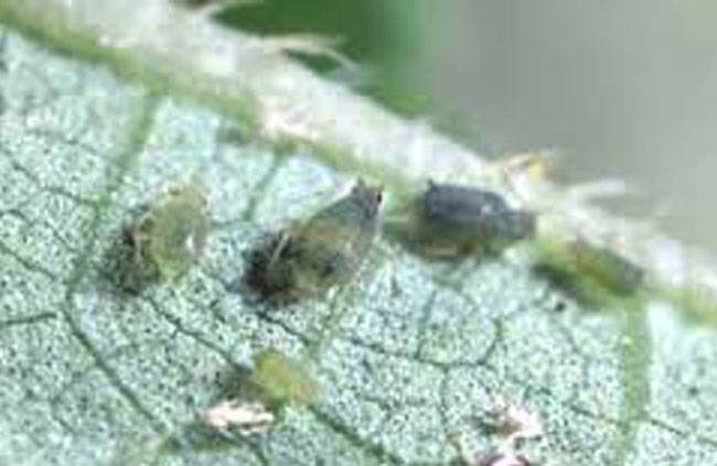 Aphis gossypii