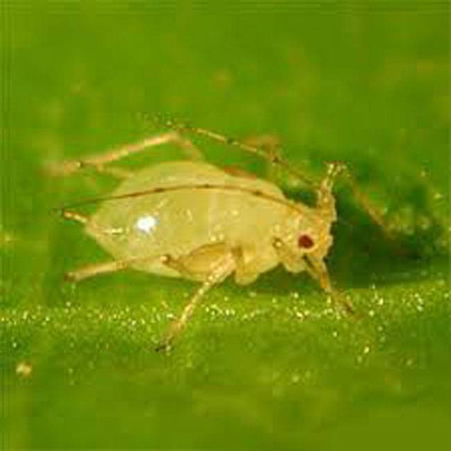 Aphis gossypii
