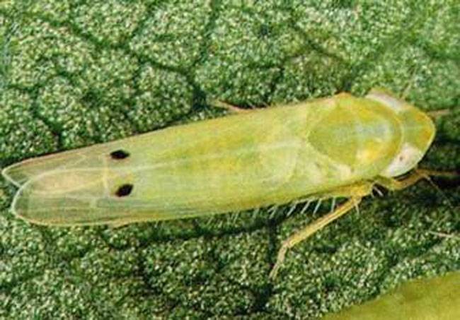 Amrasca beguttula beguttula