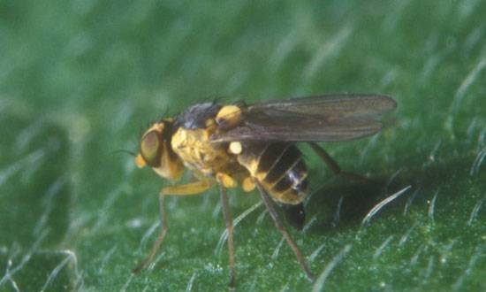 Liriomyza trifolii