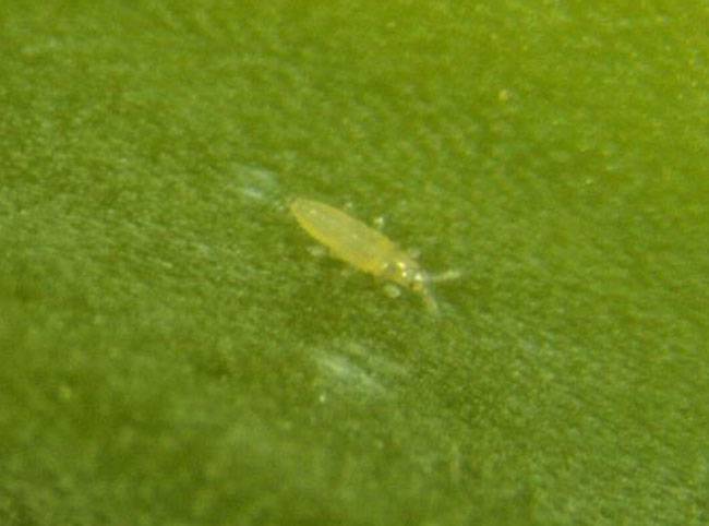 Thrips tabaci