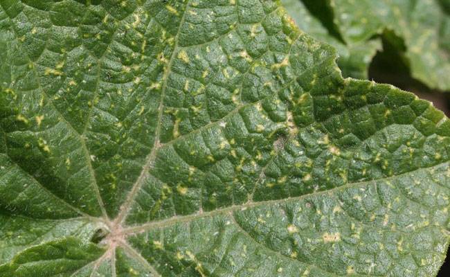 Thrips tabaci