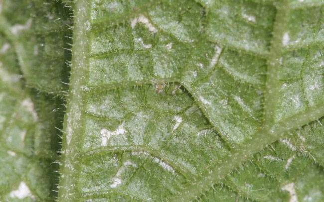 Thrips tabaci