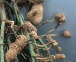 groundnut, agriplaza, agriculture information, farming