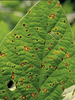Soyabean Rust, agriplaza, agriculture information