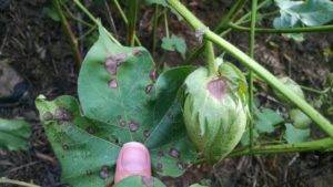 Corynespora Cassiicola