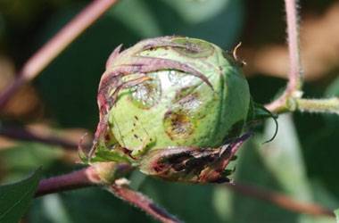 Xanthomonas axonopodies pv. Malvacearum