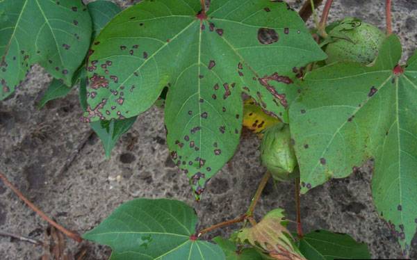 Xanthomonas axonopodies pv. Malvacearum